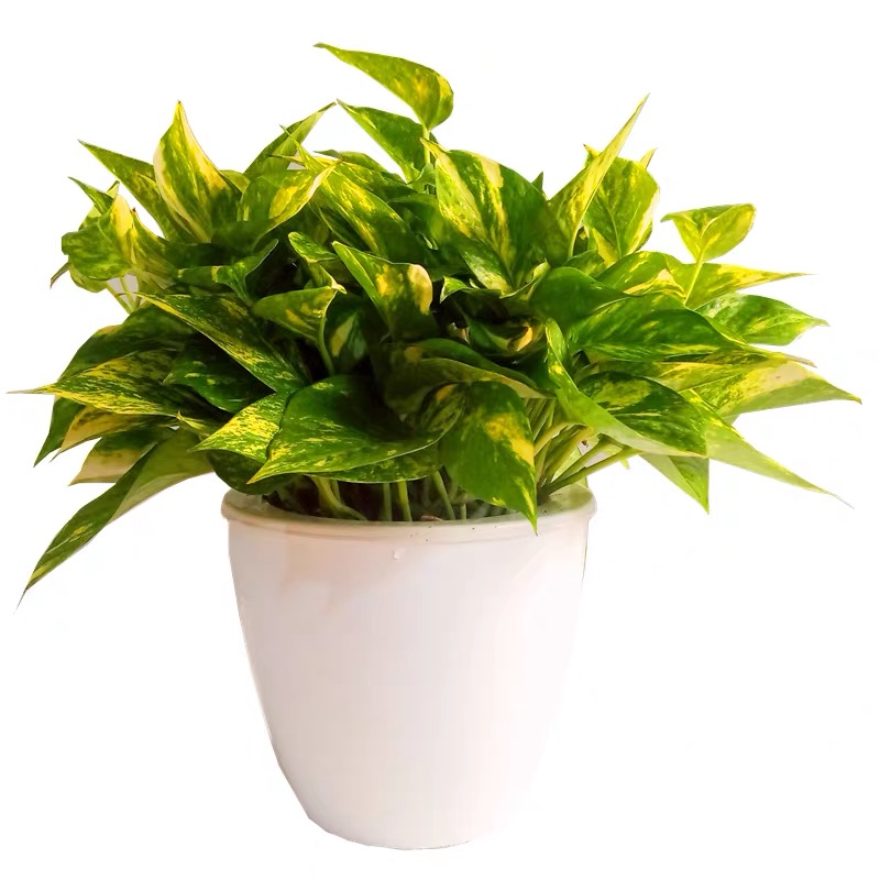 广州绿植租赁_天河植物租摆_珠江新城花木租摆-浩蕴园林