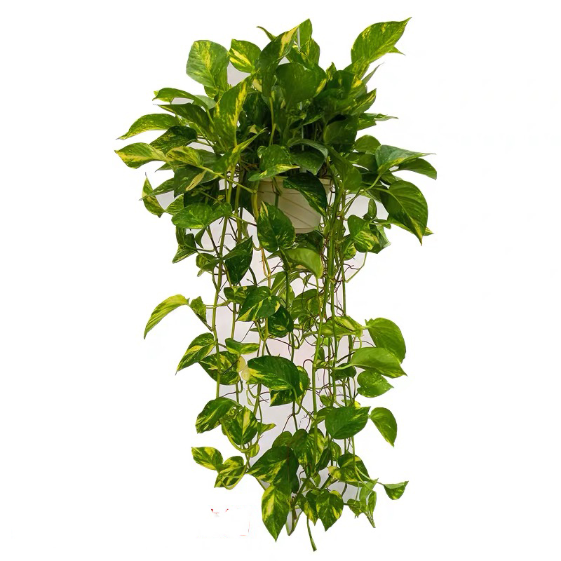 广州绿植租赁_天河植物租摆_珠江新城花木租摆-浩蕴园林