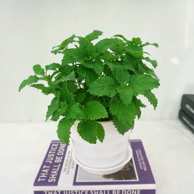 348 薄荷（驱蚊草）