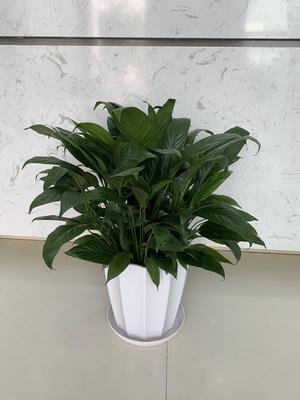 310 一帆风顺（大盆）