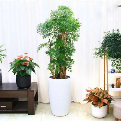 如意皇后、红掌、福绿桐