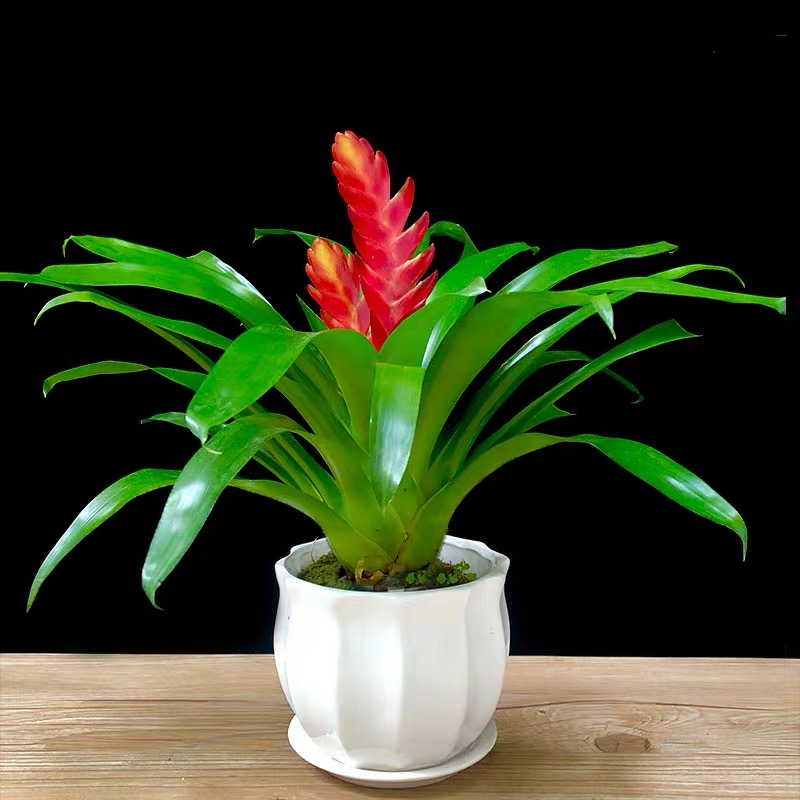 319 红玉扇 (3).jpg