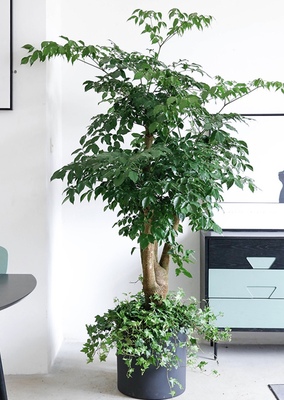 幸福树、常青藤、黑色花盆